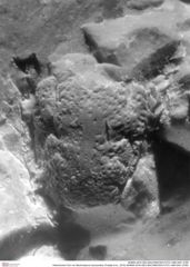 Historisches Foto von Bachmayerus hyznymatus (Fraaije et al., 2019) (NHMW-AFW-GEO-BACHMAYER-FOTO-1990-0041-2785)